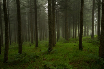 forest in hogsback south africa