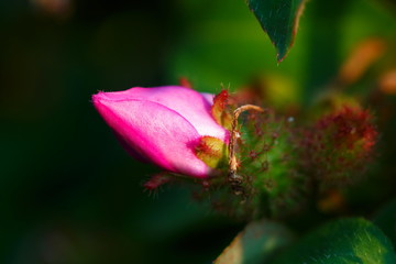Beautiful pink flowers, pink flowers.