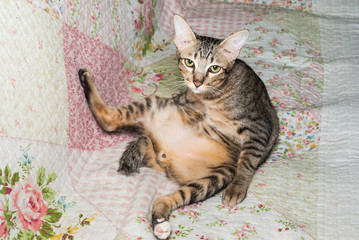 Cute Thai Cat Straddle Sitting on Sofa