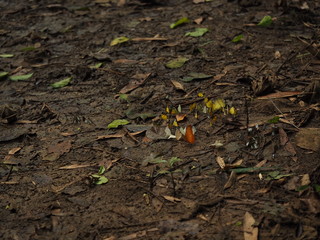 butterfly on ground in forest