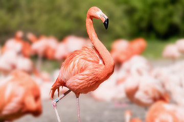 American Flamingo - Phoenicopterus ruber - beautiful red colored bird