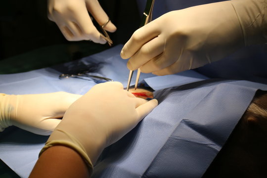 Veterinary surgery - ovariectomy by dog (staffordshire terier)