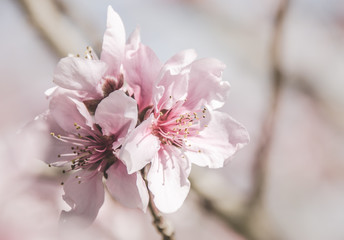 Naklejka premium Peach Blossoms Pink