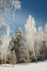 Trees in winter forest covered with rime.