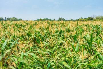 Agricultural field of maize. It is in Thailand, Southeast Asia.