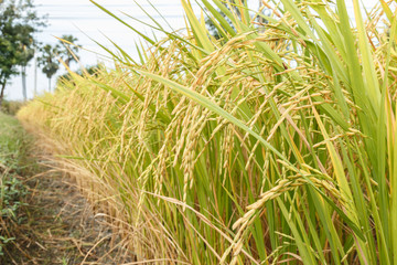 Rice field paddy of good harvest