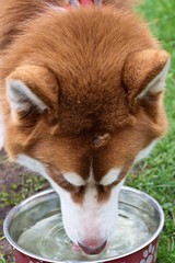 brauner Husky beim Wasser trinken