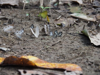 butterfly on ground in forest
