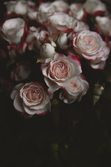 Bunch of fresh pastel roses vintage styled background - 146025709