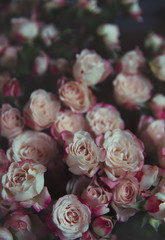 Bunch of fresh pastel roses vintage styled background - 146025739