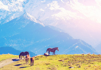 Herd of horses in the autumn mountains