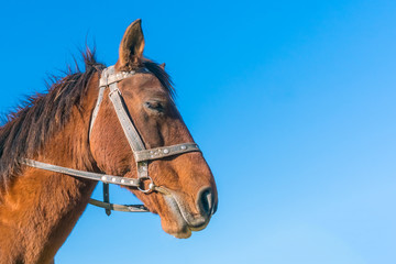 Head of a brown horse against a blue sky