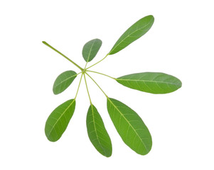 green leaf (Cerbera odollam Gaertn) isolated on white background