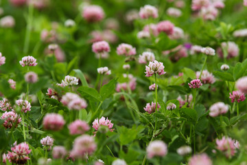 Clover blossom
