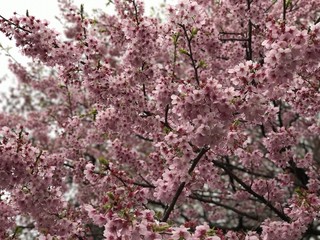sakura