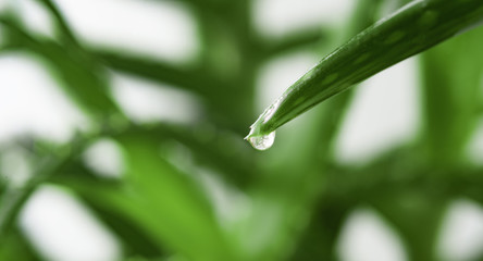 Essence from aloe vera leaves