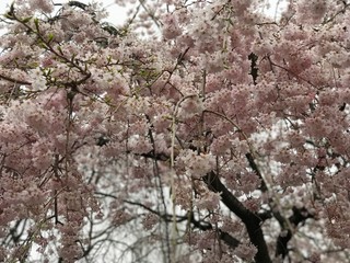 sakura