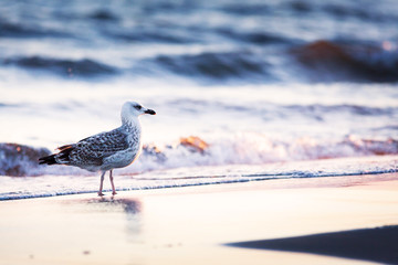 Seagull on the beach