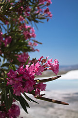 beautiful rose oleander in limestone park with hot water springs blue sky in pamukkale background...