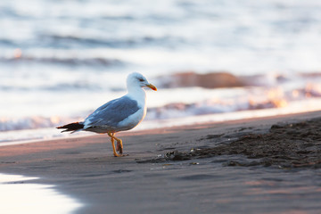Seagull on the beach