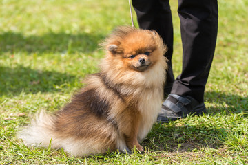 Pomeranian spitz dog in the park