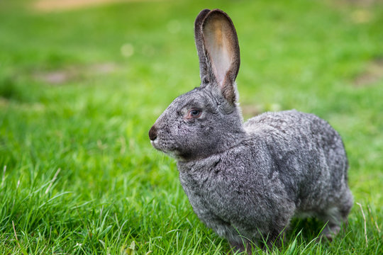 Kr&oacute;lik hodowlany na wolnym wybiegu