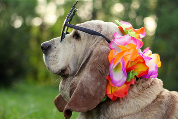 Dog glasses with flower  