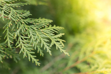 green thuja tree branches close up details as background image