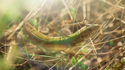 The lizard is hiding in the grass