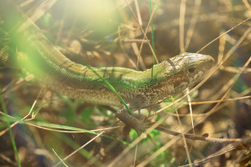 The lizard is hiding in the grass