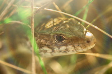 The lizard is hiding in the grass