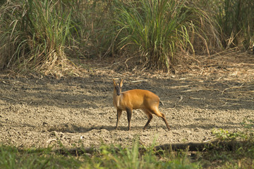 A  Muntjac feeding on salt lick nearby in Thungyai Naresuan Wildlife Sanctuaries.