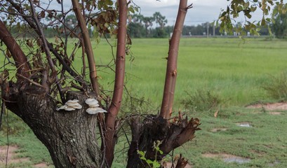 Mushrooms born on trees