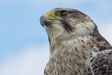 Close up portrait of the head of a peregrine saker hybrid falcon looking up from below against the sky