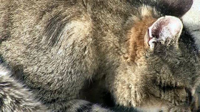 Unser Kater "Tiger" bei der Fellpflege (Gro&szlig;aufnahme)
