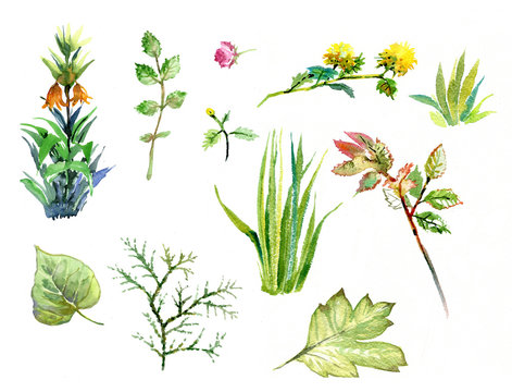 Leaves, flowers and grass, watercolor