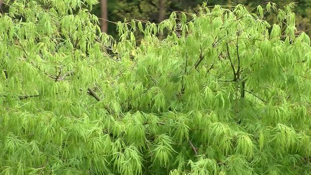 Hellgr&uuml;ner japanischer F&auml;cherahorn bewegt sich im Wind