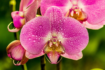 Fototapeta na wymiar Orchideen mit Tautropfen