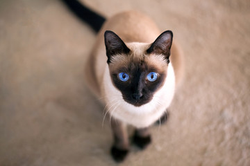 Obraz premium a thai cat is a traditional or old-style siamese cat
