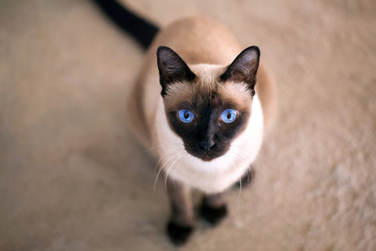 a thai cat is a traditional or old-style siamese cat
