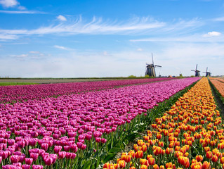 Paysage fascinant de fée magique avec champ de tulipes de fleurs en Hollande, Europe (méditation, anti-stress, harmonie - concept)