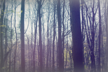 Fototapeta na wymiar Low sun through trees in the woods