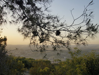 Cedar branch on a background of a View of the valley in evening, Israel