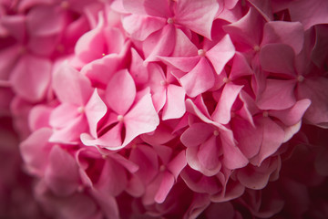 Texture of pink flowers