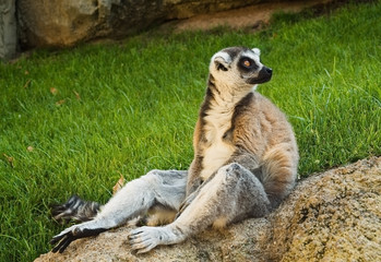 lemur africano de cola anillada