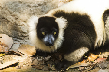 Ubon Ratchatani zoo imported these Lemurs from Madacassar. With a similar weather, they easily adopt to a new environment, and even to man and camera.   