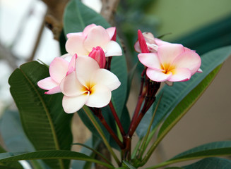 Plumeria Frangipani tropical flower pink and white blooming on tree