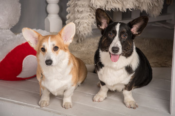 Portraits of beautiful welsh corgi corgi dogs cardigan black and welsh corgi pembroke redheads sitting on a wooden floor