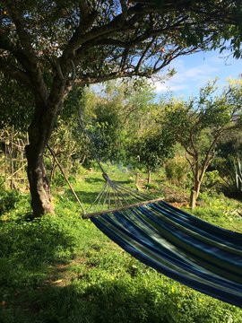 hammac garden