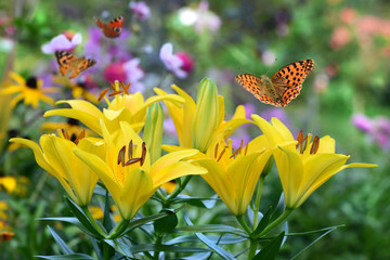 Blumen 784